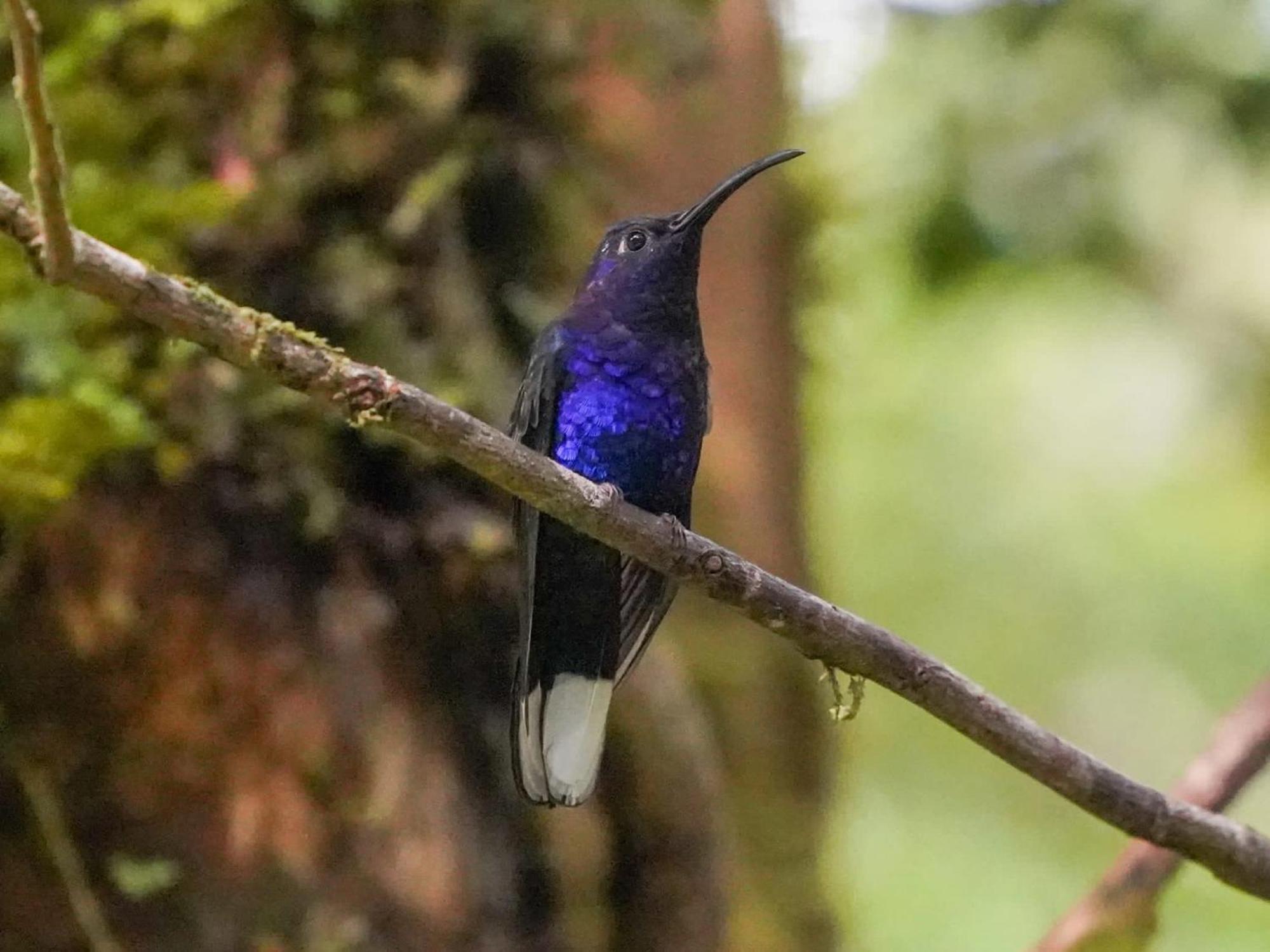 Campo Azul #2 - Monteverde Eksteriør billede