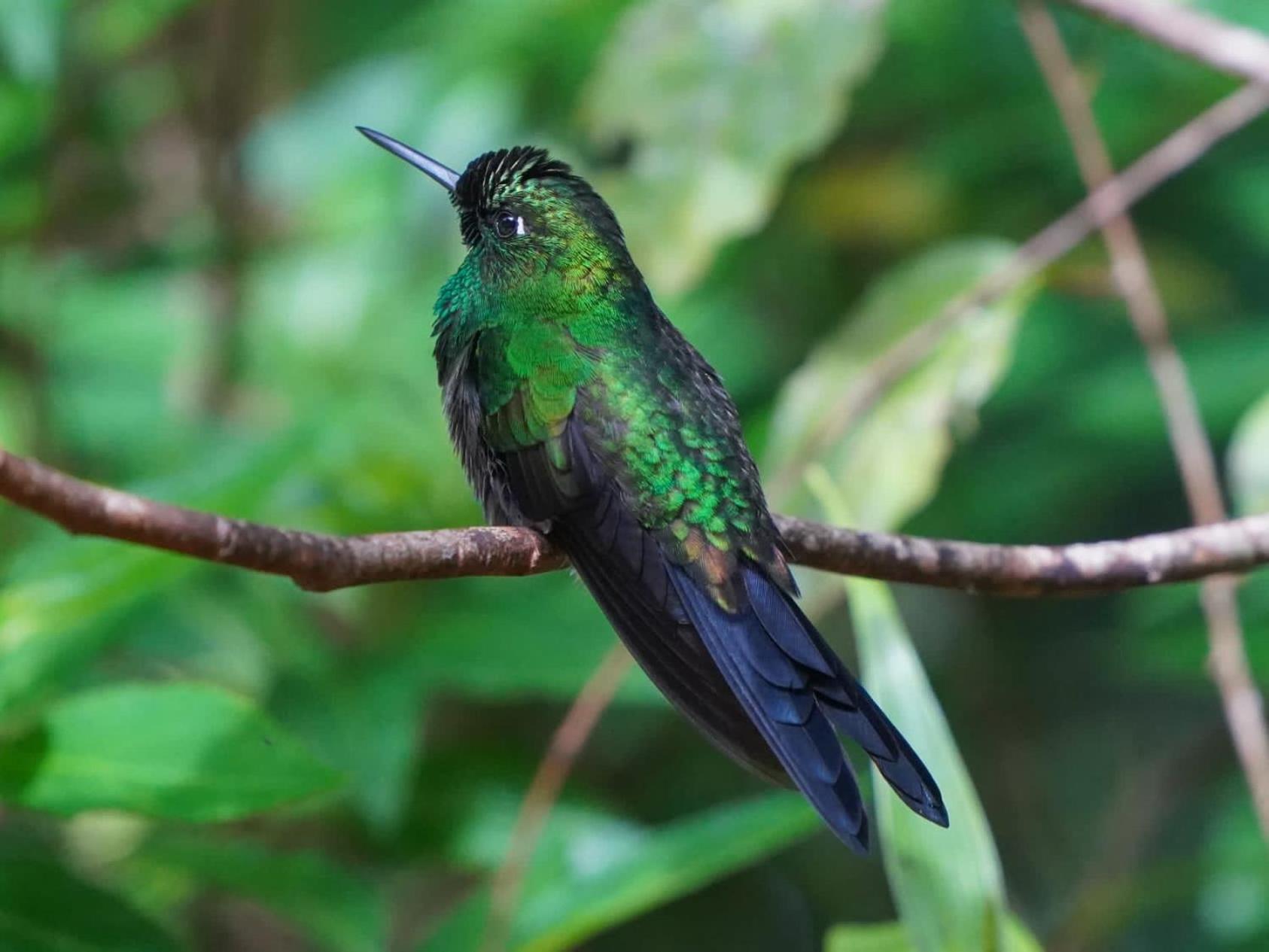 Campo Azul #2 - Monteverde Eksteriør billede